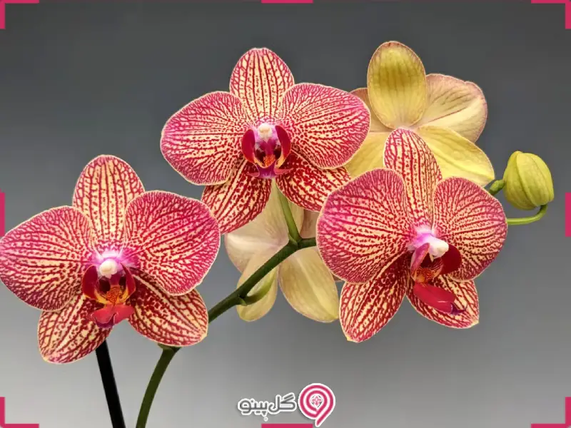 ارکیده فالانوپسیس