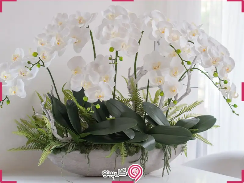 خرید ارکیده