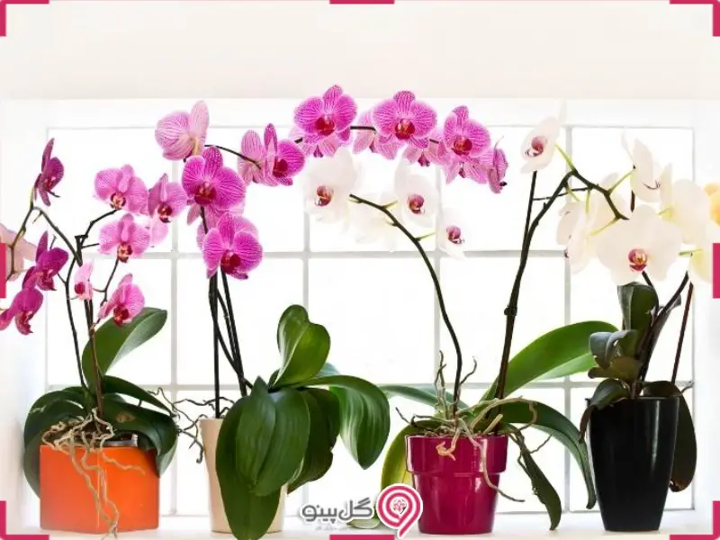 خرید گل ارکیده