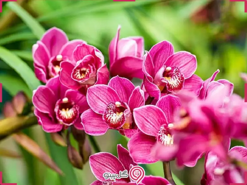 راهنمای خرید گل ارکیده
