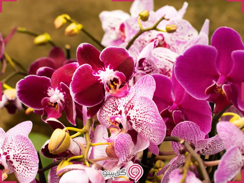 گل ارکیده