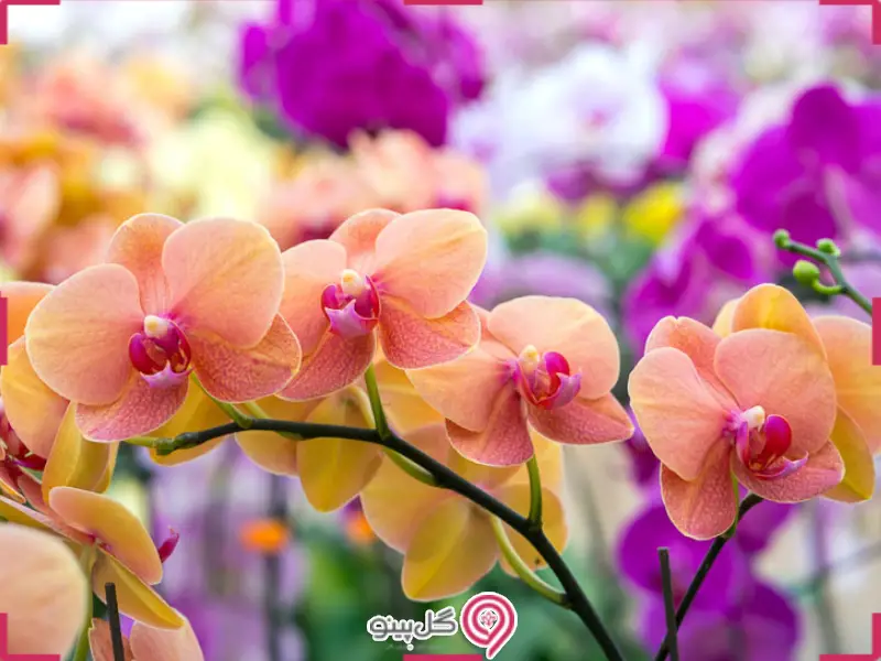 گل های ارکیده