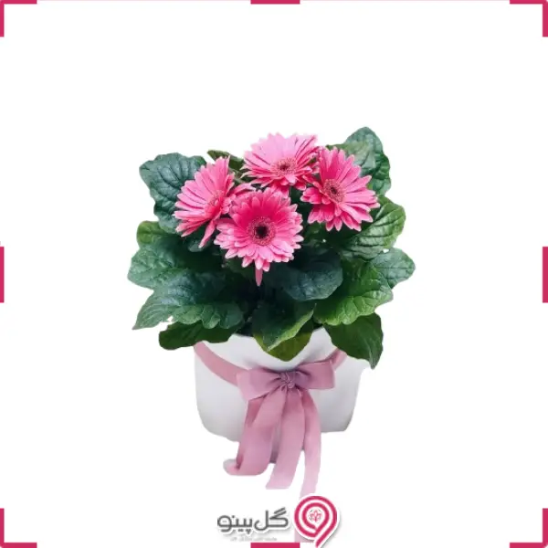 گلدان گل ژربرا g-bo-hnz-2023