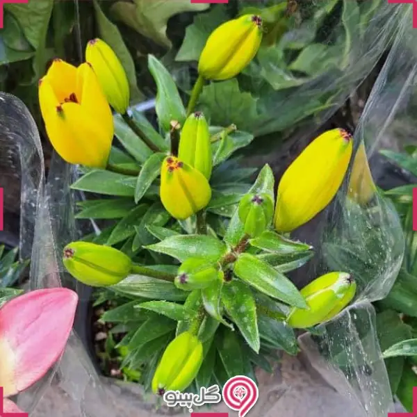 گلدان گل لیلیومliliumflower