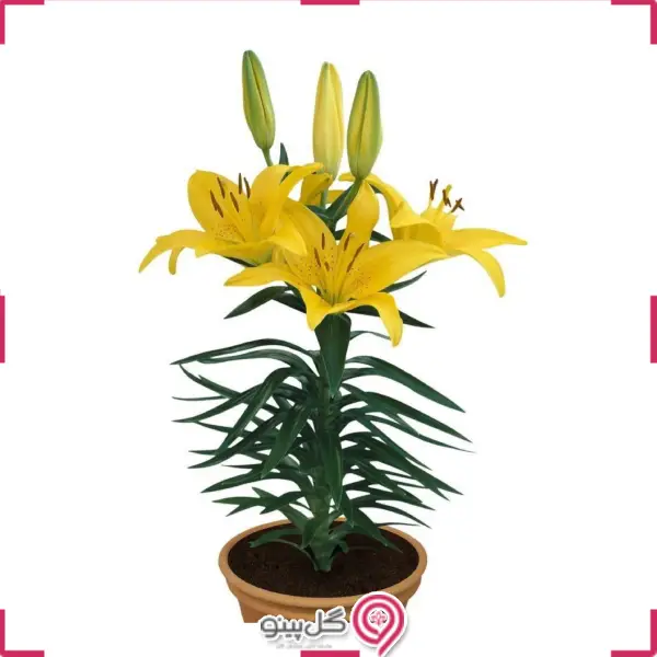 گلدان گل لیلیومliliumflower